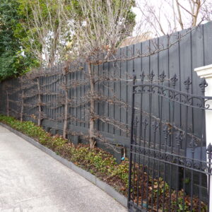 Fence Palings