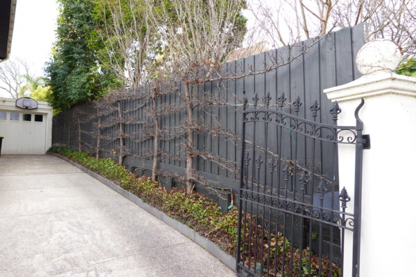 Fence Palings